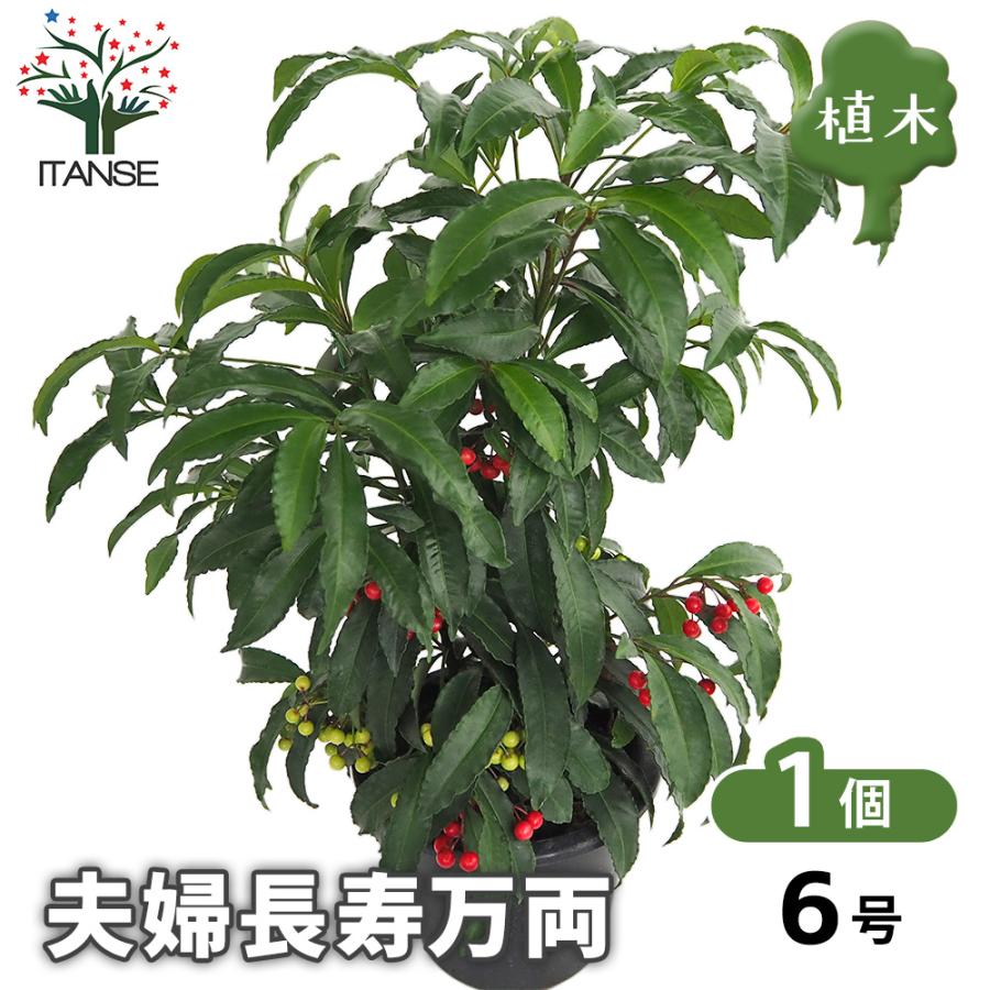 万両 夫婦長寿万両 庭木 6号/1個売り 万両苗 万両の苗 縁起木 縁起物