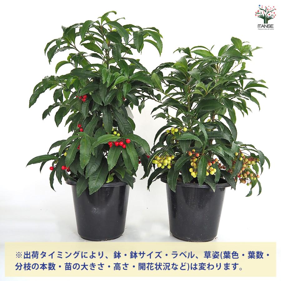 万両 夫婦長寿万両 庭木 6号/1個売り 万両苗 万両の苗 縁起木 縁起物