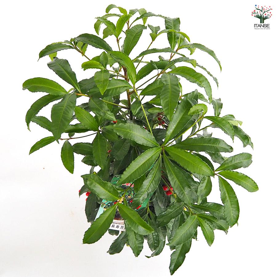 万両 夫婦長寿万両 庭木 6号/1個売り 万両苗 万両の苗 縁起木 縁起物