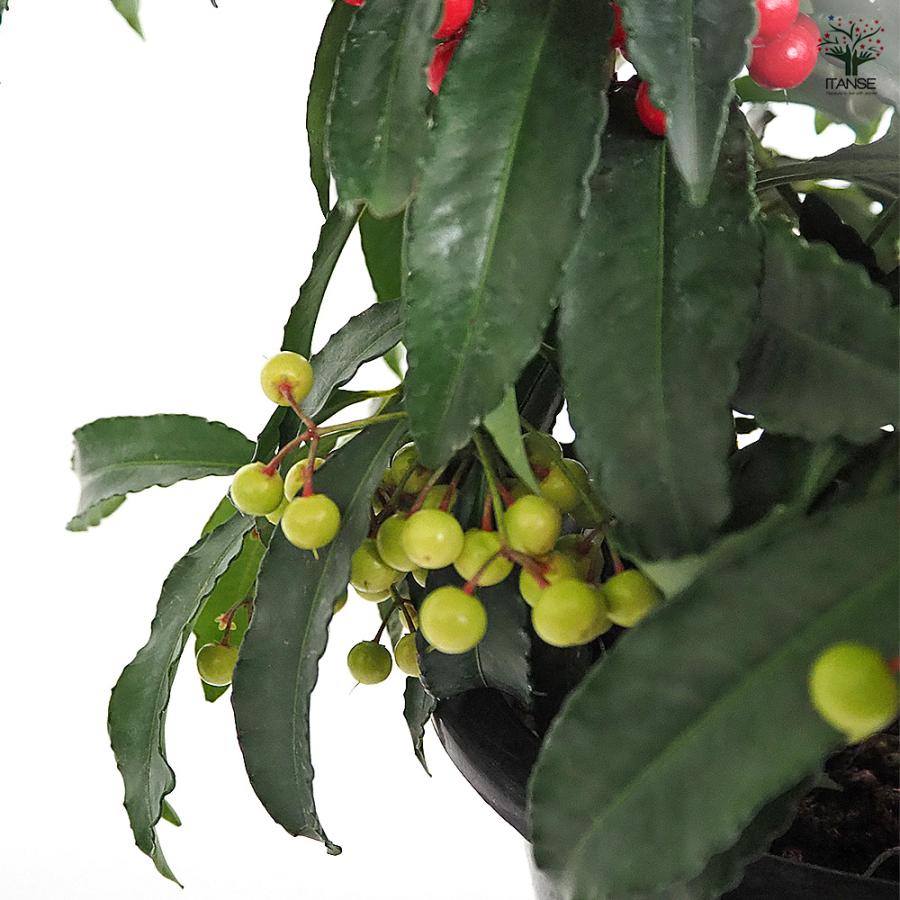 万両 夫婦長寿万両 庭木 6号/1個売り 万両苗 万両の苗 縁起木 縁起物