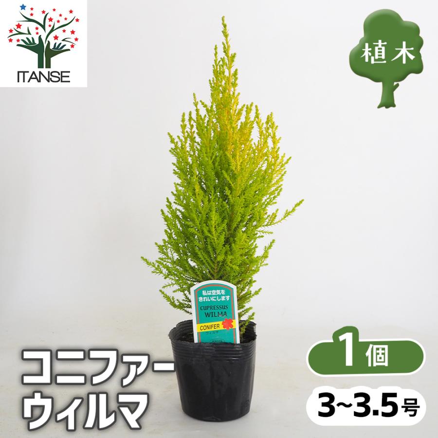 コニファー ウィルマ 庭木 3〜3.5号/1個売り 常緑 針葉樹 クリスマス