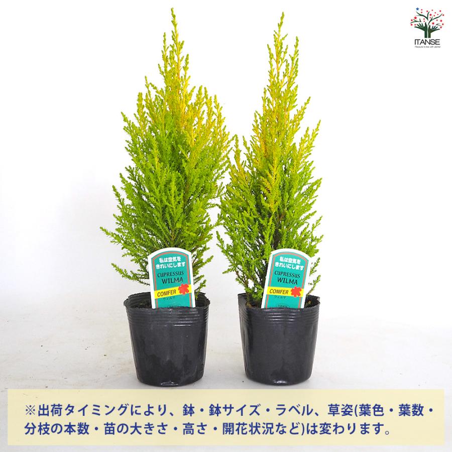コニファー ウィルマ 庭木 3〜3.5号/1個売り 常緑 針葉樹 クリスマス