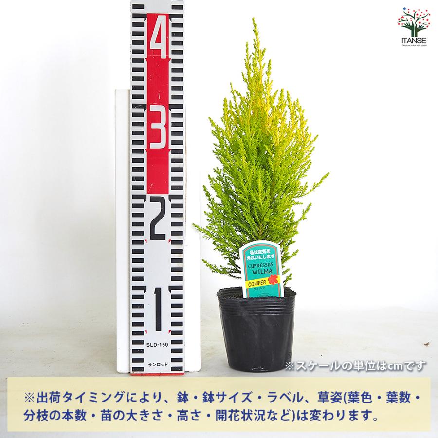 コニファー ウィルマ 庭木 3〜3.5号/お買い得4個セット 常緑 針葉樹