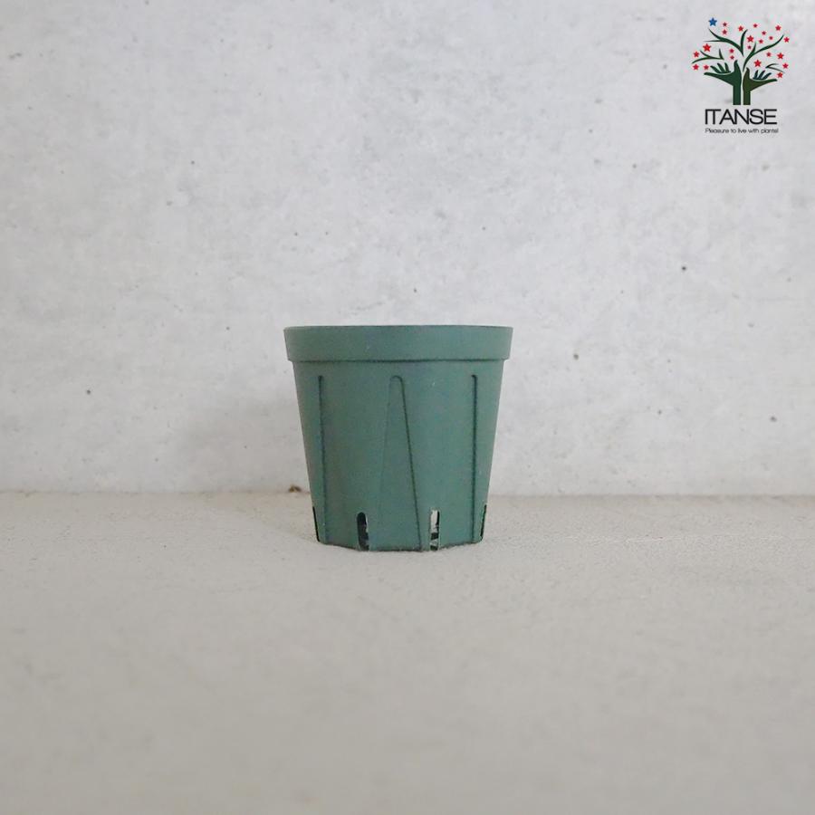 ITANSE スリット鉢 2号 資材 /お買い得20個セット 鉢 植木鉢 鉢植え
