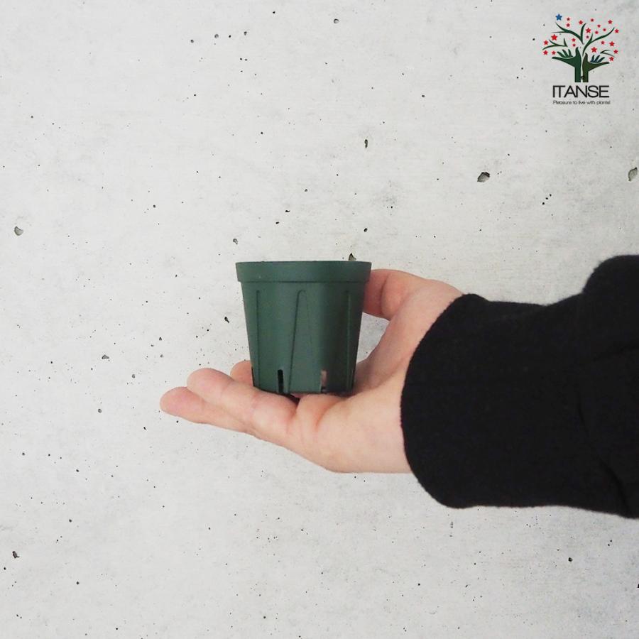 ITANSE スリット鉢 2号 資材 /お買い得20個セット 鉢 植木鉢 鉢植え
