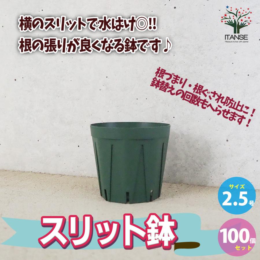 ITANSE スリット鉢 2.5号 資材 /お買い得100個セット 鉢 植木鉢 鉢植え
