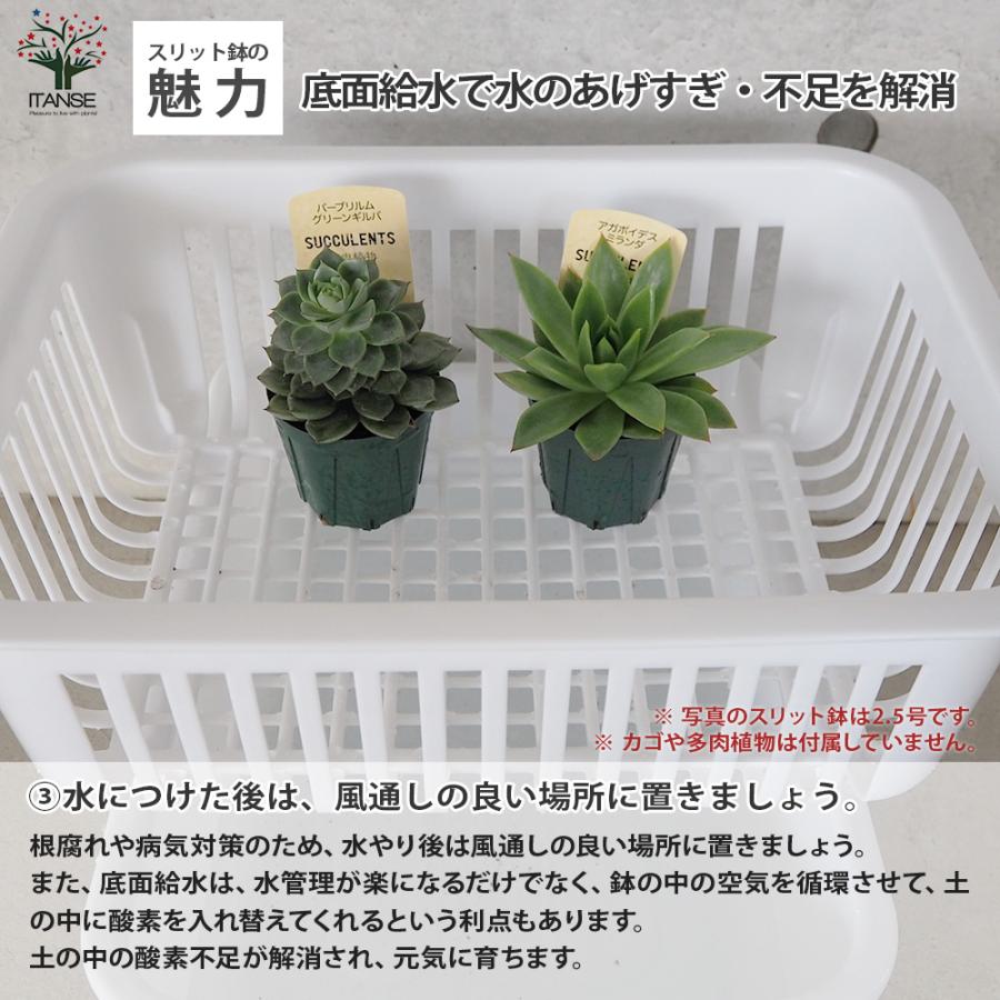 ITANSE スリット鉢 2.5号 資材 /お買い得100個セット 鉢 植木鉢 鉢植え