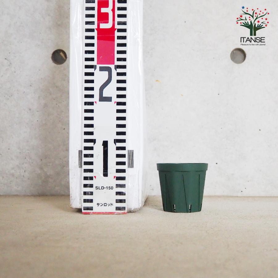 ITANSE スリット鉢 2.5号 資材 /お買い得100個セット 鉢 植木鉢 鉢植え