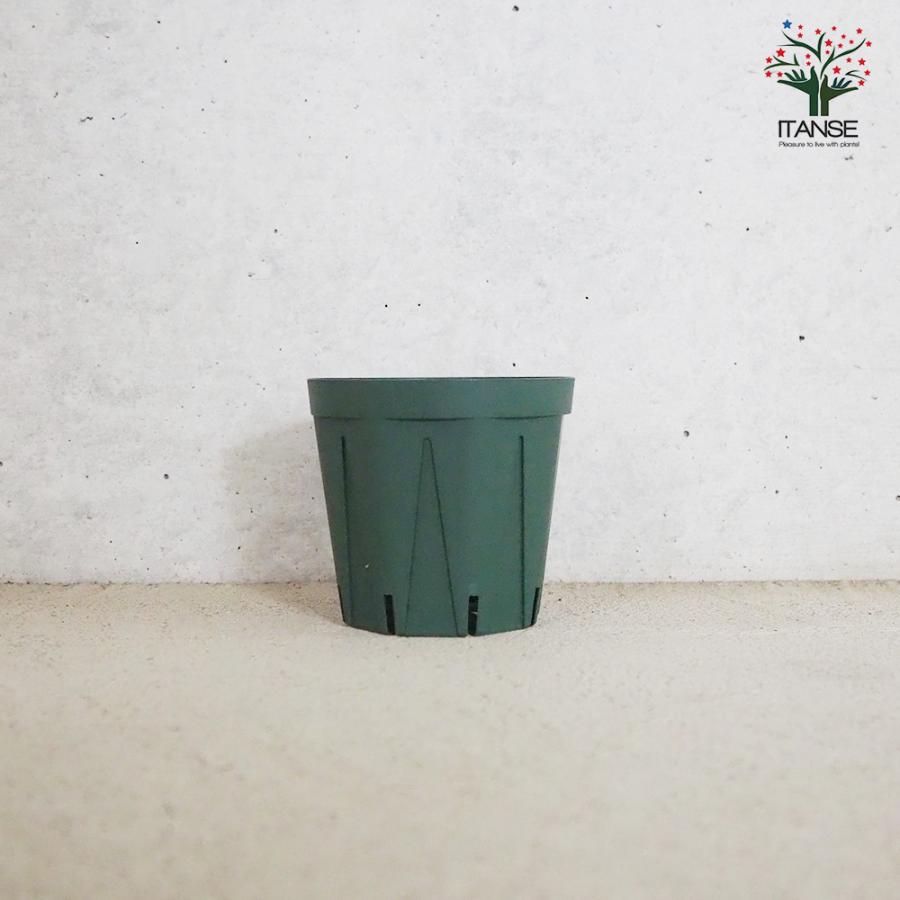 ITANSE スリット鉢 2.5号 資材 /お買い得100個セット 鉢 植木鉢 鉢植え