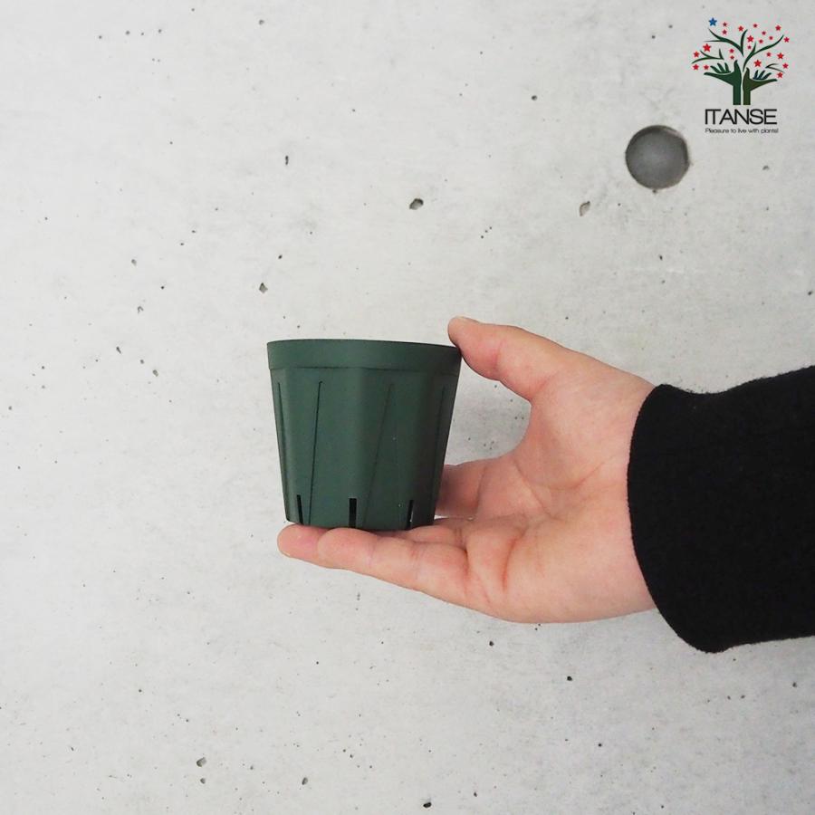 ITANSE スリット鉢 2.5号 資材 /お買い得100個セット 鉢 植木鉢 鉢植え