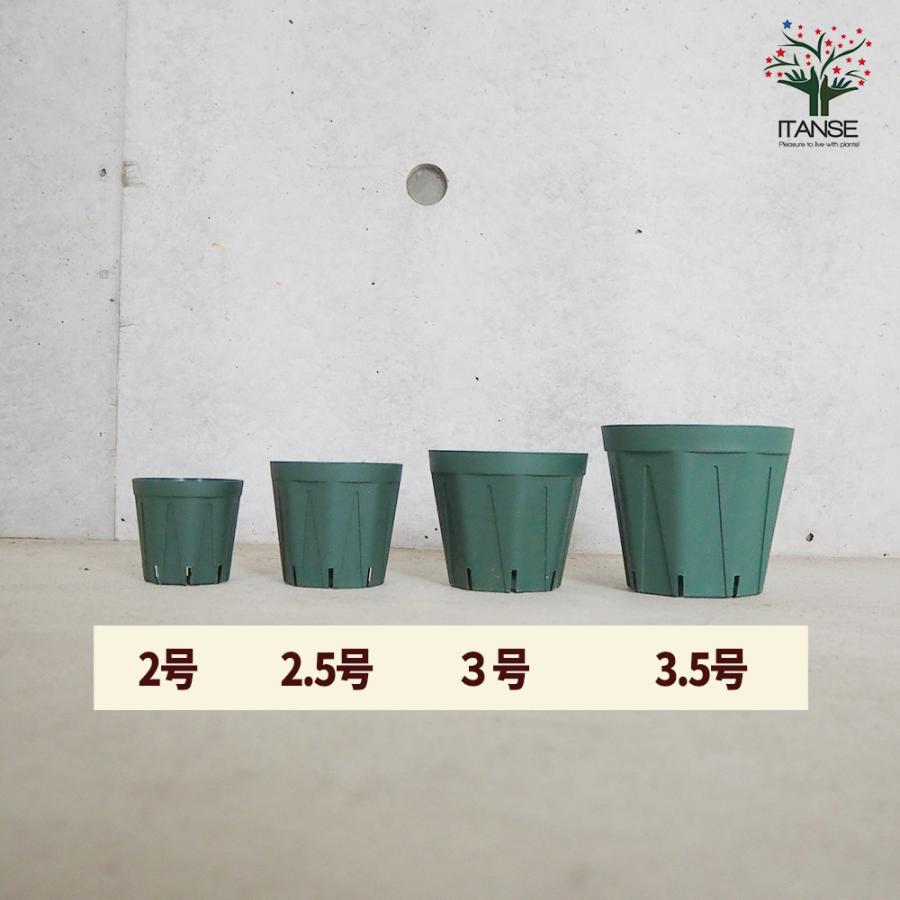 ITANSE スリット鉢 2.5号 資材 /お買い得100個セット 鉢 植木鉢 鉢植え