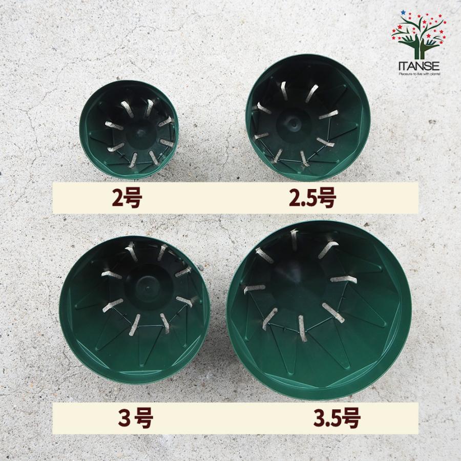 ITANSE スリット鉢 2.5号 資材 /お買い得100個セット 鉢 植木鉢 鉢植え