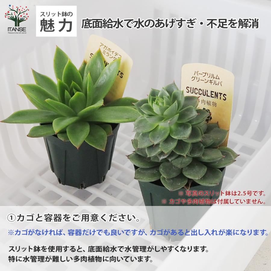 ITANSE スリット鉢 2.5号 資材 /お買い得100個セット 鉢 植木鉢 鉢植え