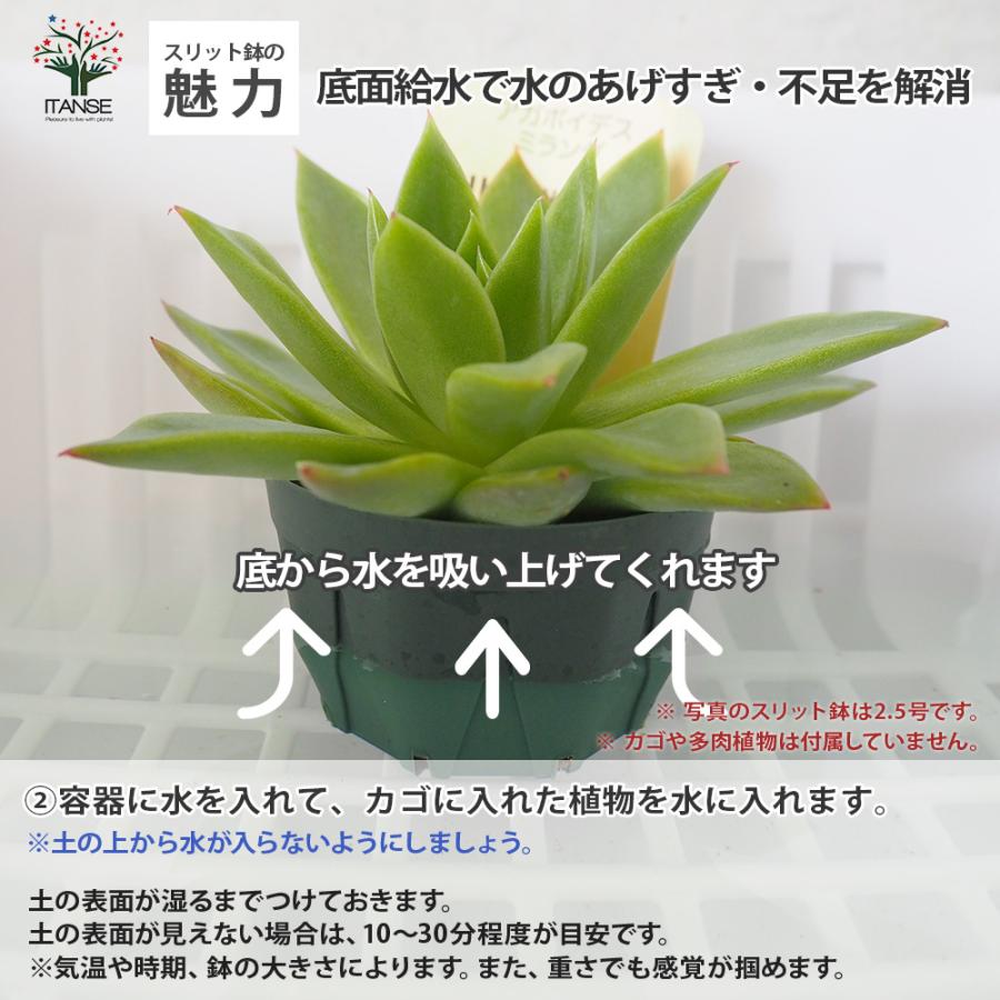 ITANSE スリット鉢 2.5号 資材 /お買い得100個セット 鉢 植木鉢 鉢植え