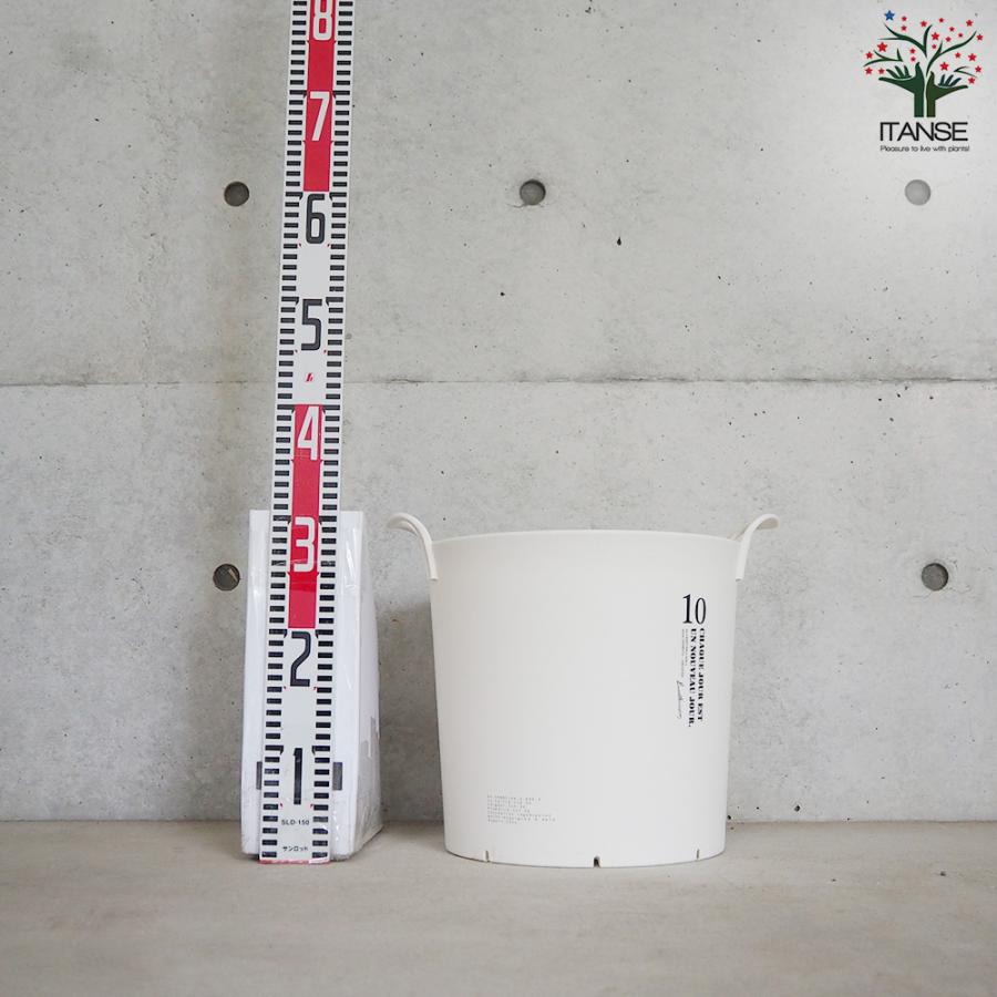ITANSE ハンドリーポット ホワイト 10号 資材 /お買い得3個セット 植木鉢 鉢植え 鉢 取っ手 おしゃれ 野菜 花 イタンセ公式の画像