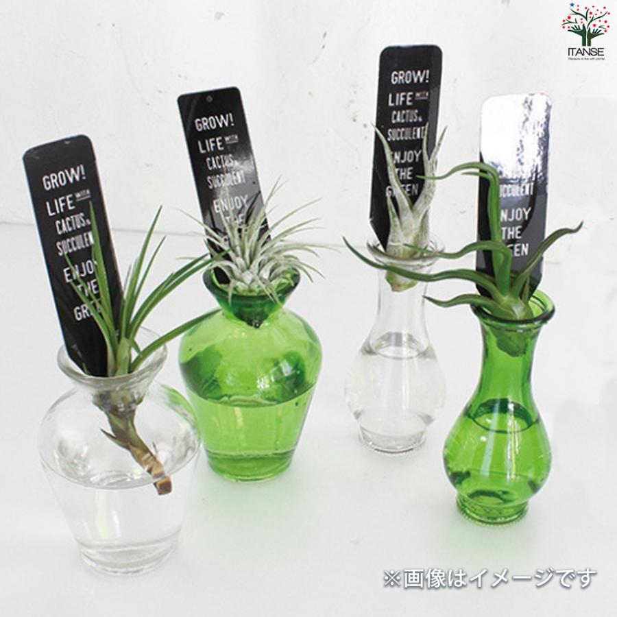 ITANSE 小さなガラス花瓶 タイニーSサイズ(No.2) 色：クリア 資材 /お買い得24個セット 花瓶 イタンセ公式_8