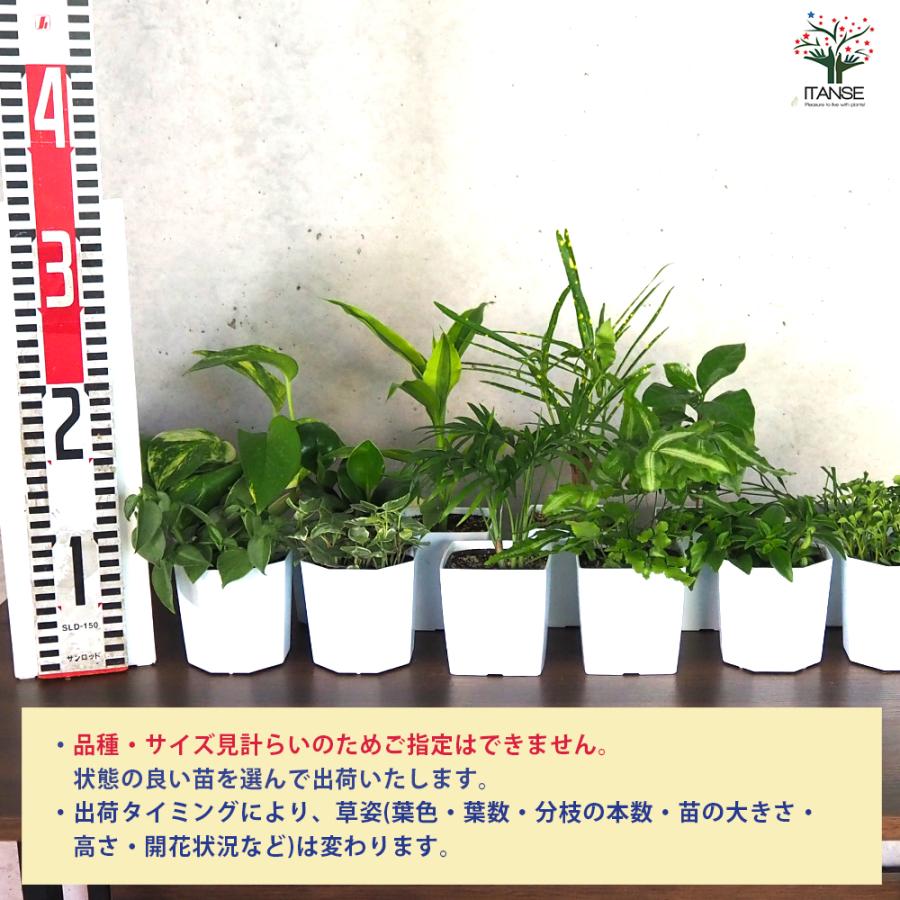 ITANSE ミニ観葉植物ディスプレイ\u0026生育棚 自動水やり器付き・木製くさびラックCセット(ミニ観葉2個付き・育成ライト付き) /1個売り_3