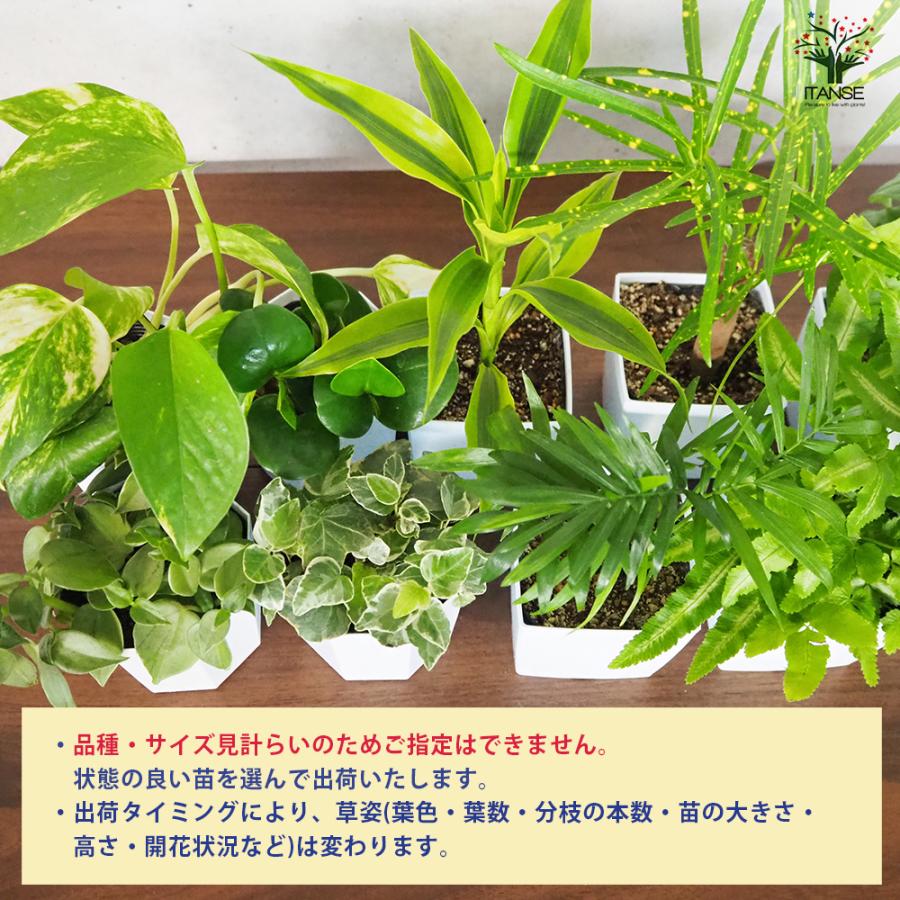 ITANSE ミニ観葉植物ディスプレイ\u0026生育棚 自動水やり器付き・木製くさびラックCセット(ミニ観葉2個付き・育成ライト付き) /1個売り_4