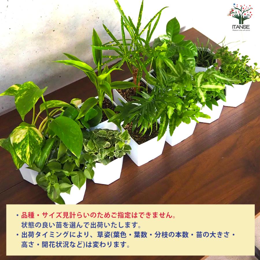 ITANSE ミニ観葉植物ディスプレイ\u0026生育棚 自動水やり器付き・木製くさびラックCセット(ミニ観葉2個付き・育成ライト付き) /1個売り_5