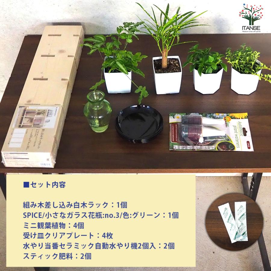 ITANSE ミニ観葉植物ディスプレイ&生育棚 工具ほぼいらず!組み木差し込み白木ラック/LBセット 資材 /1個売り イタンセ公式_2