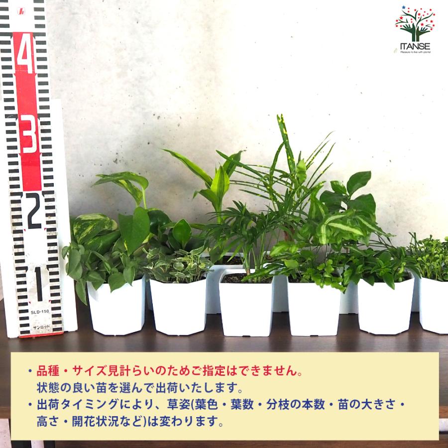 ITANSE ミニ観葉植物ディスプレイ&生育棚 工具ほぼいらず!組み木差し込み白木ラック/LBセット 資材 /1個売り イタンセ公式_3