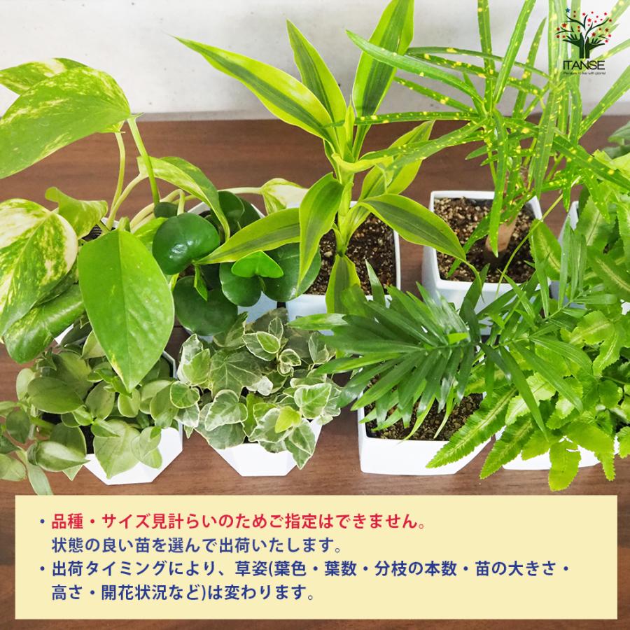 ITANSE ミニ観葉植物ディスプレイ&生育棚 工具ほぼいらず!組み木差し込み白木ラック/LBセット 資材 /1個売り イタンセ公式_4