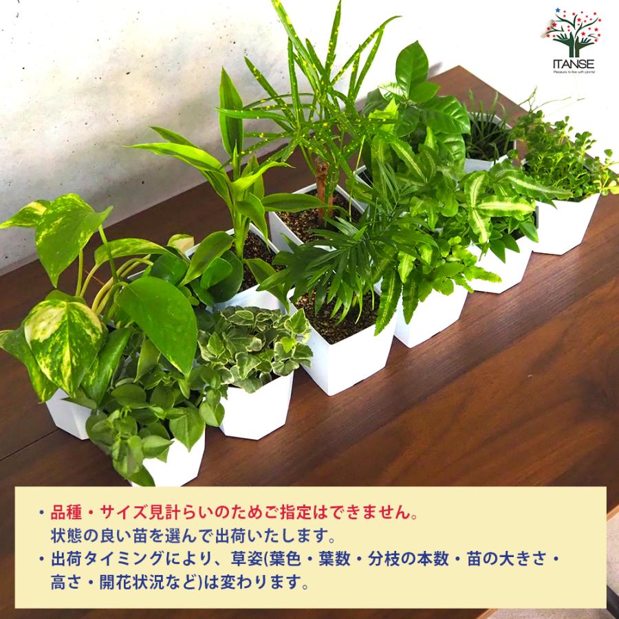 ITANSE ミニ観葉植物ディスプレイ&生育棚 工具ほぼいらず!組み木差し込み白木ラック/LBセット 資材 /1個売り イタンセ公式_5