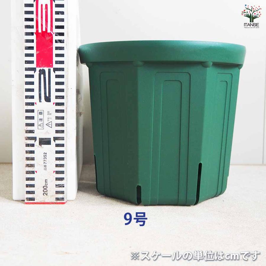 ITANSE スリット鉢 プラ鉢 9号/1個売り 鉢 植木鉢 鉢植え