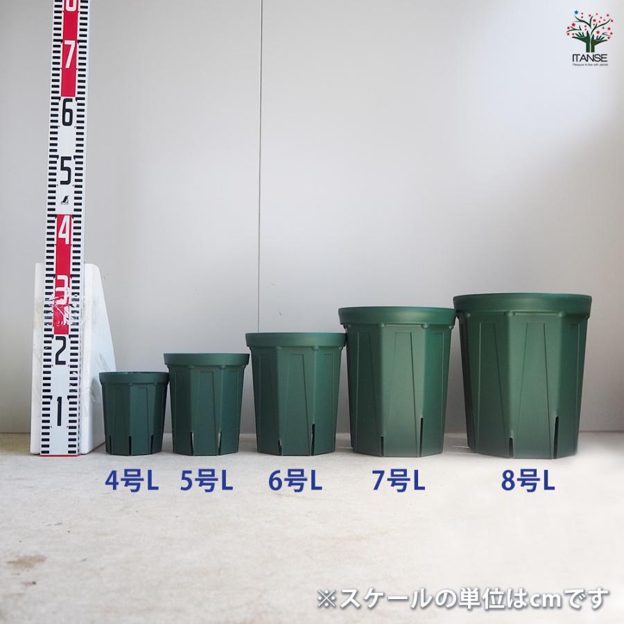 ITANSE スリット鉢 4〜8号ロングセット プラ鉢 5種類/各1個 鉢 植木鉢