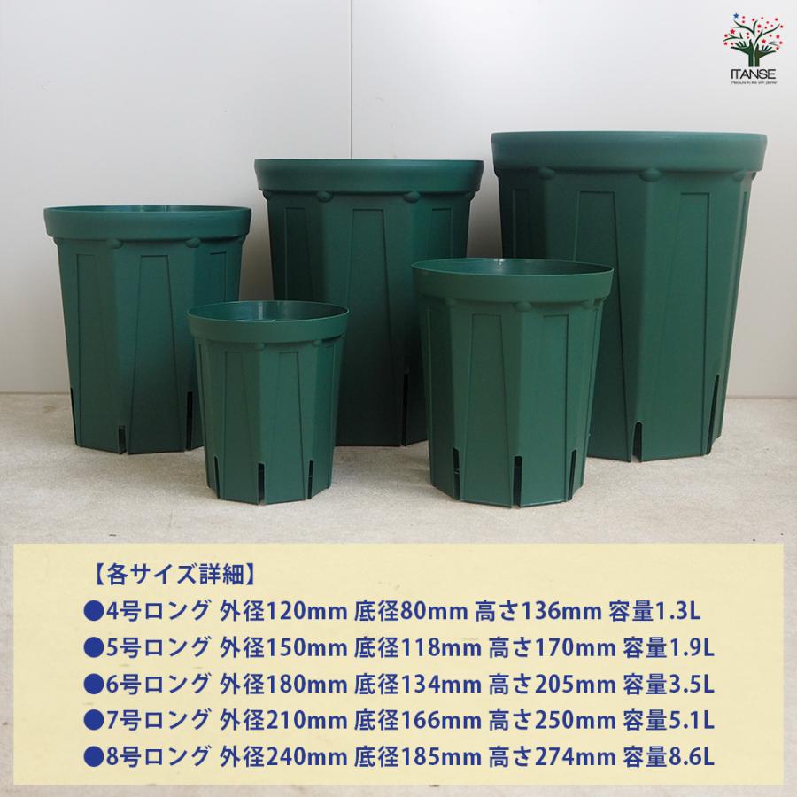 ☀️【Helleborus　thibetanus】☀️4号スリット鉢ロング植え ITANSE スリット鉢 4〜8号ロングセット プラ鉢 5種類/各1個 鉢 植木鉢