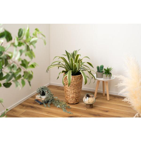 プランターハイタイプ GRNB-52S 鉢入れ アジアン 観葉植物 植物 ウォーターヒヤシンス 雑貨 インテリア 室内 編み かご 筒型 5号用 |  | 08