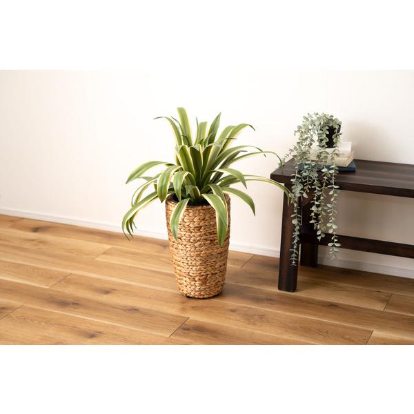 プランターハイタイプ GRNB-52S 鉢入れ アジアン 観葉植物 植物 ウォーターヒヤシンス 雑貨 インテリア 室内 編み かご 筒型 5号用 |  | 09
