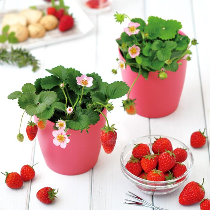 送料無料 ピンクの花咲くストロベリー 栽培セット Gd 796 園芸 キット ガーデニング プレゼント 宿題 春休み 夏休み 母の日 父の日 観葉植物 花 いちご イチゴ アイテムジャパン 通販 Yahoo ショッピング