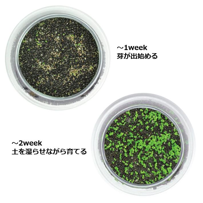 水草育成 daxy 水草一番サンド 4kg GEX ジェックス | イオンスタイルオンライン 衣料