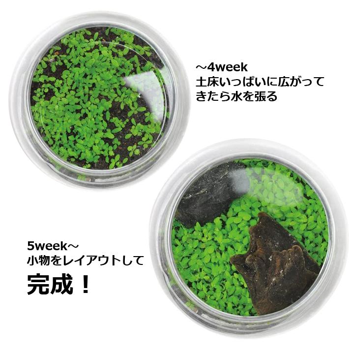 育てる 水草 Lサイズ GD-813 栽培セット キット ガラス鉢 アクアリウム