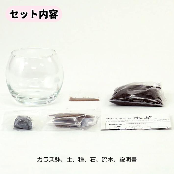育てる 水草 Lサイズ GD-813 栽培セット キット ガラス鉢 アクアリウム