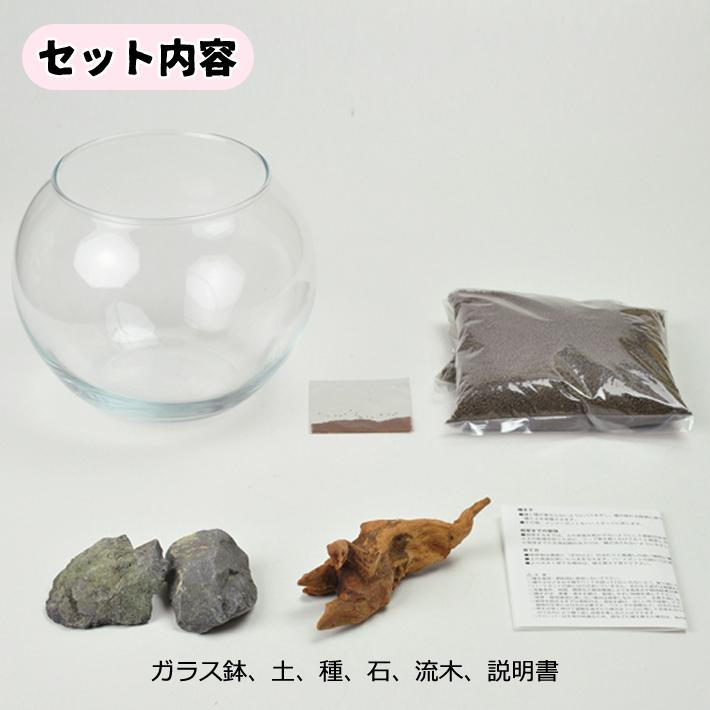 育てる 水草 Lサイズ GD-813 栽培セット キット ガラス鉢 アクアリウム