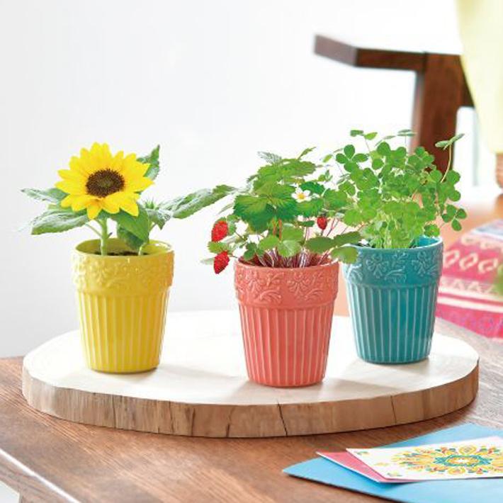 送料無料 ボタニカルポット Gd 904 栽培セット キット ハーブ ガーデニング プレゼント ギフト 贈り物 母の日 父の日 敬老の日 観葉植物 インテリアグリーン Gd 904 アイテムジャパン 通販 Yahoo ショッピング