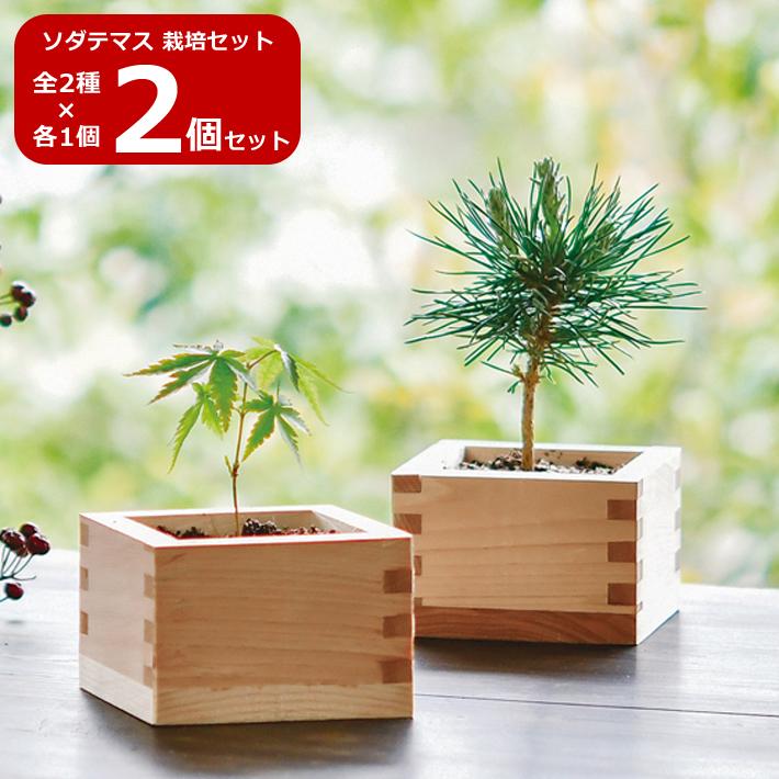 2個セット 全2種 各1個 ソダテマス 盆栽 栽培セット GD-846 園芸 