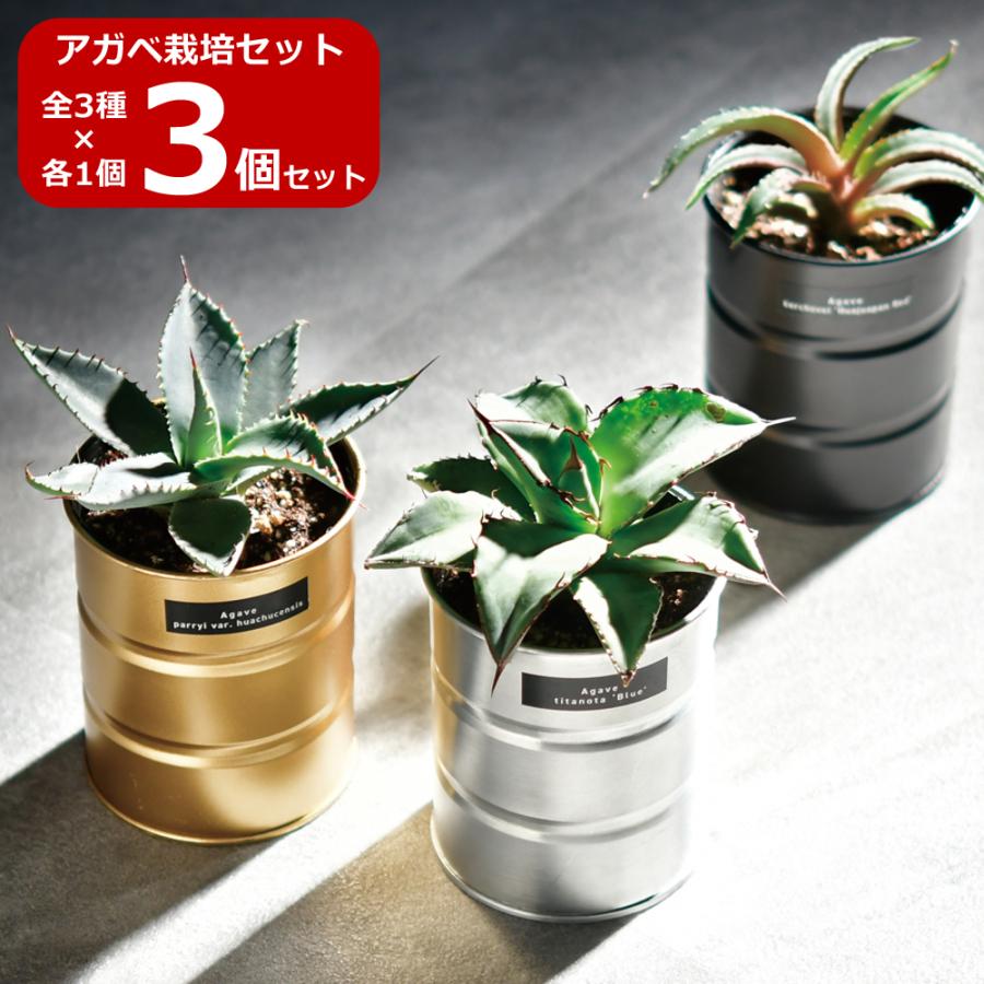 3個セット アガベ 栽培セット GD-1018 キット 多肉植物 3個セット アガベ 栽培セット GD-1018 キット 多肉植物