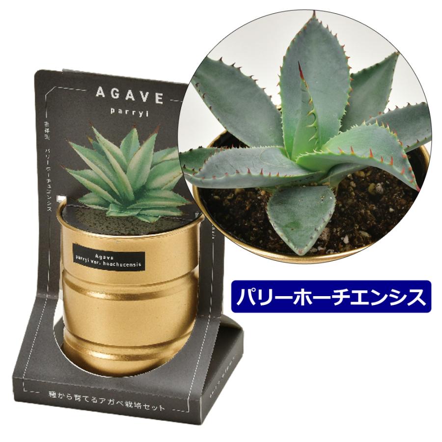 3個セット アガベ 栽培セット GD-1018 キット 多肉植物 3個セット アガベ 栽培セット GD-1018 キット 多肉植物