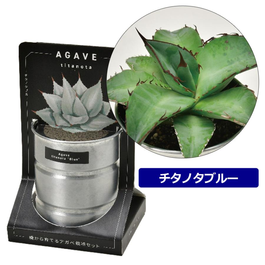 3個セット アガベ 栽培セット GD-1018 キット 多肉植物 3個セット アガベ 栽培セット GD-1018 キット 多肉植物