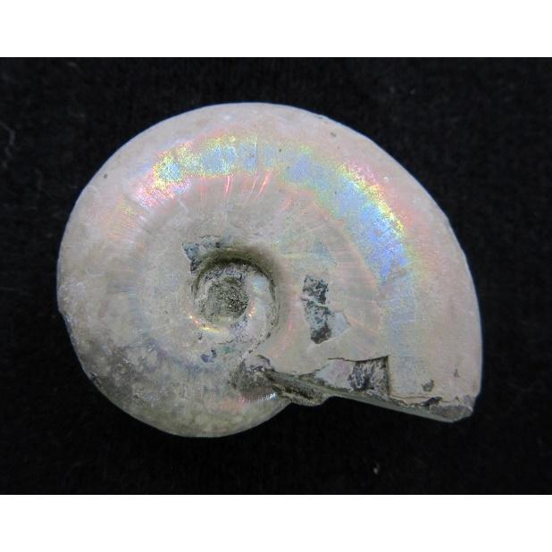 化石 アンモナイト レインボー 002 : shopooo by GMO - 通販