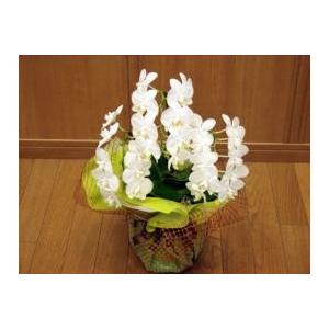 専用＊迎春2025 胡蝶蘭白ミニ 正月飾り(フェイク) 専用＊迎春2025 胡蝶