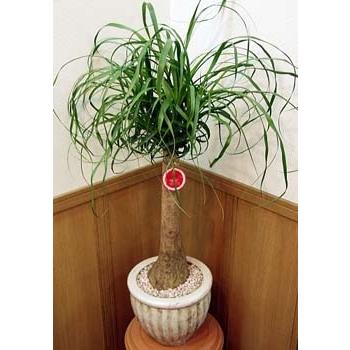 98円 熱販売 トックリラン