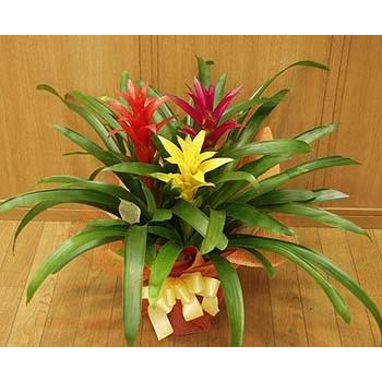 花好財旺 ブラッディレッド 輪島塗 額 鶴と赤い太陽の漆芸アート