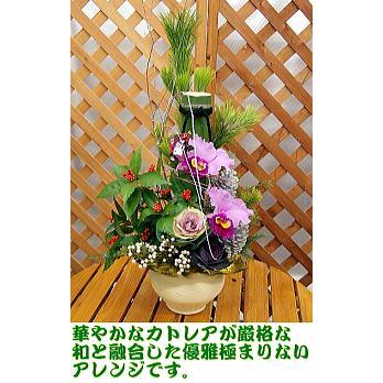 売り大阪 薫紫 くんし 年越し特集 送料無料 海外 安い Murad Com Jo