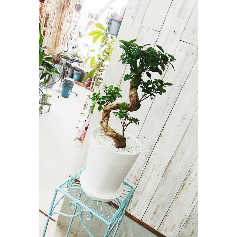 ガジュマル 天使が宿る木 曲がり大 Winestyles Jp