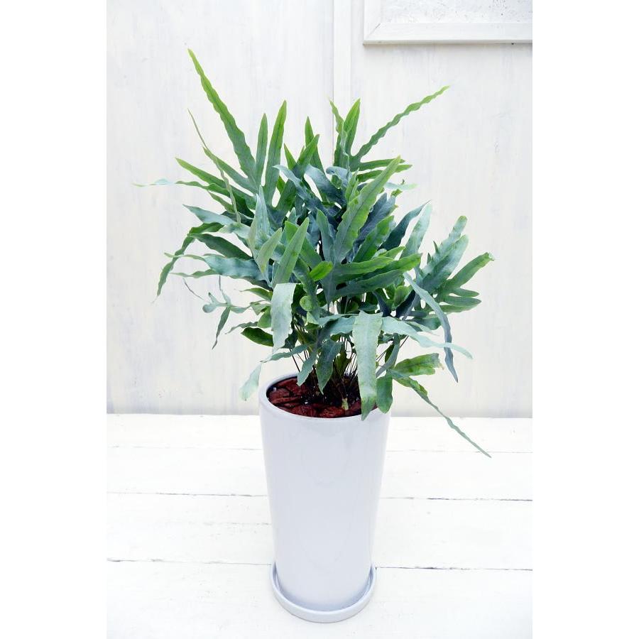 100 本物保証 フレボディウム オーレウム ブルースター 希少種 在庫有 Technet 21 Org