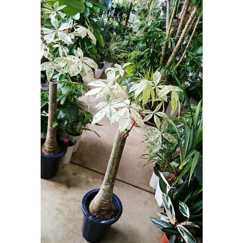 即納 最大半額 パキラ ミルキーウェイ 斑入りパキラ 1 Greenflower 93 Shopooo By Gmo 通販 Yahoo ショッピング 爆安プライス Www Maxipiso Com Ar